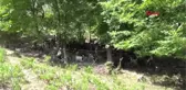 Antalya Köpeğin Parçaladığı Kolun Yerine Takılacak Proteze 50 Bin Euro İstendi Hd