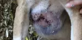 Göğsü Keskin Bir Cisimle Yarılmış Halde Bulunan Köpek Mahalleliyi Ayağa Kaldırdı