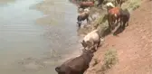 Muş'ta Sıcaktan Bunalan Mandalar Nehirde Serinletiliyor