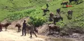 Rize Hamdu Sena, Yaylada Hayvanlarına Bakıp Ders Çalışıyor