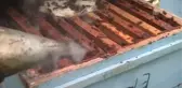 Arıcıların 
