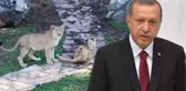 Cumhurbaşkanı Erdoğan'ın Aslanlarını Duyan Vatandaşlar Hayvanat Bahçesine Akın Ediyor