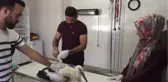 Leyleğin Kırılan Kanadına Platin Takıldı