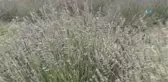 Karesi'de Lavanta Hasadı Yapıldı
