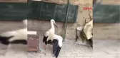 Afyonkarahisar Yaralı Yavru Leylek Tedaviye Alındı