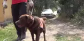 Tokat'ta Kaybolan 3 Yaşındaki Evrim'i Arama Çalışmaları