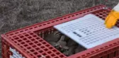 Dursunbey'de 'Kınalı Keklik' Salımı Yapıldı