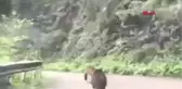 Trabzon'da Karayoluna İnen Ayılar Amatör Kamerada