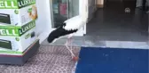 Uçamayan Leylek Mağazaya 