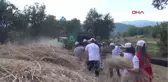 Zonguldak Sanal Tarla Oyunları Yerine Gerçek Tarlada Buğday Ekip Ekmek Yaptılar Hd