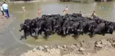 Muş'ta Damızlık Manda Dağıtımı