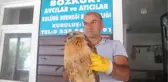 Sağlığına Kavuşturduğu Kızıl Şahini Doğaya Saldı