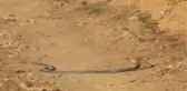 Yılanlardan Etkileyici Aşk Dansı