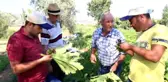 Beyaz Altın Yeniden Rağbet Görmeye Başladı