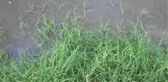 Güneyköy Deresi'nde Çok Sayıda Ölü Balık Bulundu