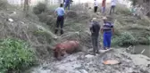 Dereye Batan İnek Bir Buçuk Saatte Kurtarıldı