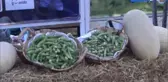 Selimpaşa Topatan Kavun ve Bamya Festivali