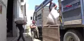 Afyonkarahisar Sandıklı'da 1200 Ton Haşhaş Kapsülü Alımı Bekleniyor Hd