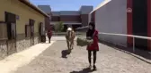 Atların Bakımında 