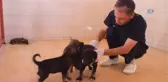 Bitkin Halde Bulunan 20 Yavru Köpek Koruma Altına Alındı
