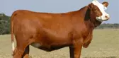 Borçlunun Kurban Kesmesi Gerekir Mi?