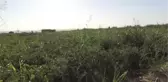 Kavurucu Sıcakta Sebze Hasadı