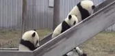Pandalara İsim Aranıyor
