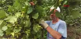 Ordu Fındık Üreticisi 15 TL Fiyat Bekliyor Hd