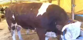 Kurban Pazarının Kralları Rekor Fiyattan Alıcı Buluyor