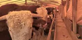 Kurban Pazarının Kralları Rekor Fiyattan Alıcı Buluyor