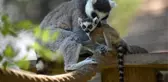 Lemurların Yavru Sevinci