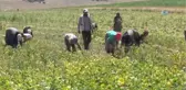 Üreticinin Bu Sene Fasulyeden Beklentisi 4 Tl