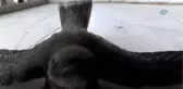 Ebabil Kuşu Bu Seferde Tekirdağ'da Bulundu