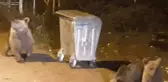 Aç Kalan Ayılar Yerleşime İndi