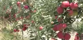Niğde'de 'Erkenci Elma' Hasadı