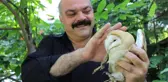 Yaralı Peçeli Baykuş 'Şampiyon'a Sığındı