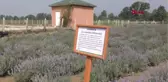 Bolu Belediyeden 20 Dönüm Arazi Üzerine Tıbbi Aromatik Bitkiler Bahçesi