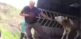 Podyuma Bu Defa Buzağılar Çıktı
