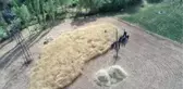 2 Bin Yıllık Ata Tohumu Buğday Verdi