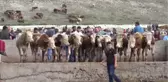 Polisten Hayvan Pazarında Uygulamalı 