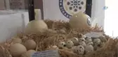 Ziraat Mühendisleri, Tarlada ve Çiftlikte Mesleği Öğreniyor