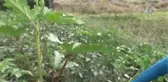 Amasya'nın Çeyrek Altını: Çiçek Bamyası