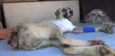 Kuyruğu Kesilmiş Halde Bulunan Köpeğin Ayağı Tamamen Kesildi