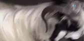 Kurbanlık İçin Aldığı Keçiyle Arkadaş Oldu