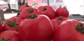 34. Silivri Değirmenköy Domates Festivali