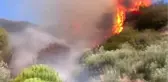 Aydın Söke'de Zeytinlik Alanda Yangın