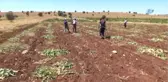 İtfaiye Ekipleri Kayıp Dananın Peşinde
