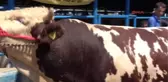 Bursa Kurban Pazarının 'Enleri' Kısa Sürede Satıldı Hd