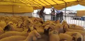 Kurbanlıklarda İkramiye Hareketliliği