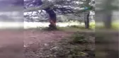 Ağaçları Çıra İçin Katlettiler
